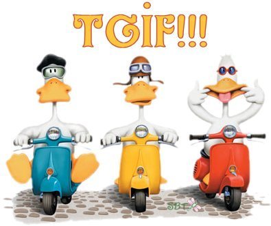 duck-tgif
